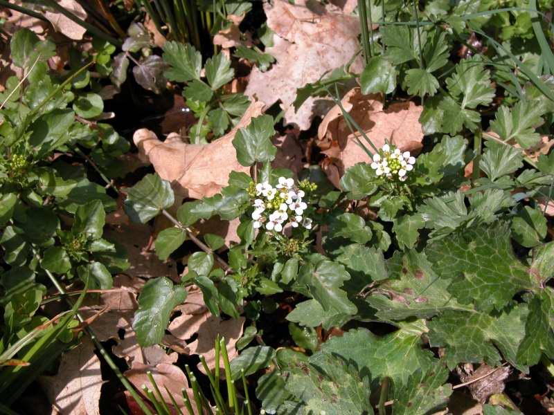 Nasturtium officinale